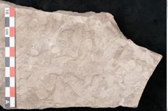 Foto (Detailansicht) von Dictyopteris brongniarti Gutb. (NHMW-GEO-2024-0188-10761)